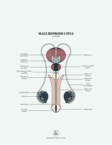 Male Reproductive Structures 